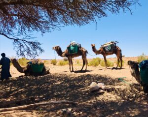Zagora desert trekking 4 days
