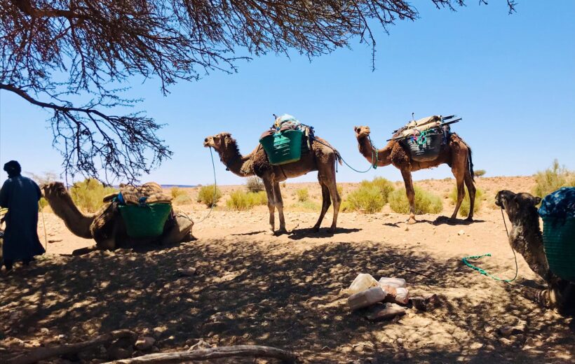 Zagora desert trekking 4 days