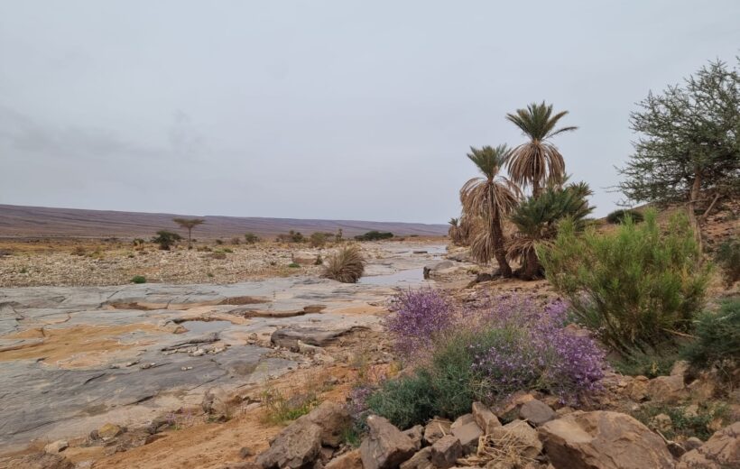 5 Days Camel Trekking - Morocco Sahara Desert Adventure